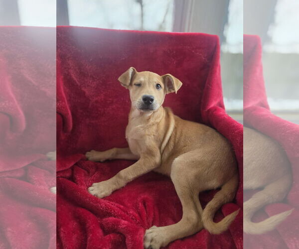 Medium Photo #4 Shepradors Puppy For Sale in SHERBURNE, NY, USA