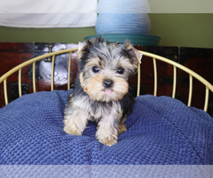 Yorkshire Terrier Puppy for sale in LITTLEROCK, CA, USA