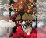 Small Photo #9 Shih Tzu Puppy For Sale in NAPLES, FL, USA