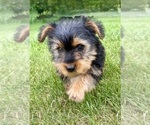 Image preview for Ad Listing. Nickname: Charlie