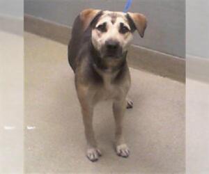 German Shepherd Dog-Unknown Mix Dogs for adoption in Las Vegas, NV, USA