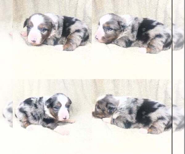 Medium Photo #1 Miniature Australian Shepherd Puppy For Sale in BROOKER, FL, USA