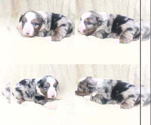Miniature Australian Shepherd Puppy for sale in BROOKER, FL, USA