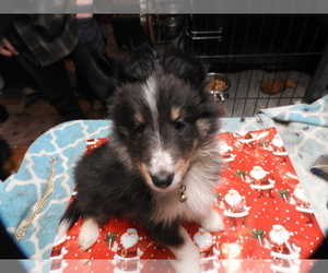 Medium Shetland Sheepdog