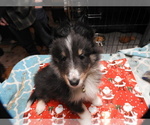 Puppy Ben Shetland Sheepdog