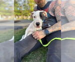 Small #7 American Staffordshire Terrier-Labrador Retriever Mix