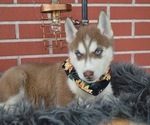 Small #3 Siberian Husky