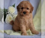 Small Photo #4 Poodle (Miniature)-Woodle Mix Puppy For Sale in MILLERSBURG, PA, USA