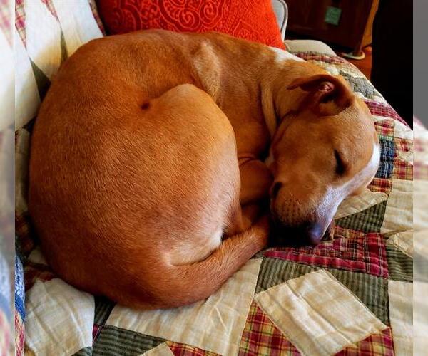 Medium Photo #3 Mutt Puppy For Sale in San Antonio, TX, USA