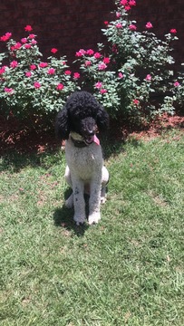 Medium Photo #1 Poodle (Standard) Puppy For Sale in MARSHALL, TX, USA