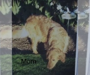 Mother of the Golden Retriever puppies born on 04/18/2020