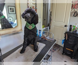 Goldendoodle-Poodle (Standard) Mix Puppy for sale in SAND SPRINGS, OK, USA