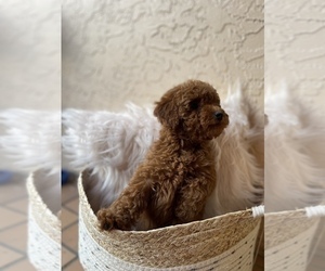 Poodle (Toy) Puppy for sale in TAMPA, FL, USA