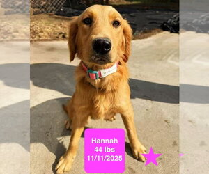 Hannah - Female Golden Retriever Dog for Adoption - Photo #2