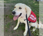 Small #2 Great Pyrenees Mix