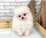Small Photo #11 Pomeranian Puppy For Sale in SAN FRANCISCO, CA, USA