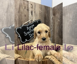 Goldendoodle-Poodle (Standard) Mix Puppy for Sale in HAYDEN, Alabama USA
