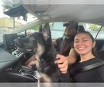 Small #7 German Shepherd Dog