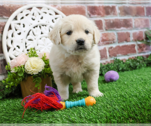 Medium Photo #9 English Cream Golden Retriever Puppy For Sale in SYRACUSE, IN, USA