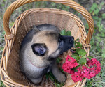 Small #13 Belgian Malinois