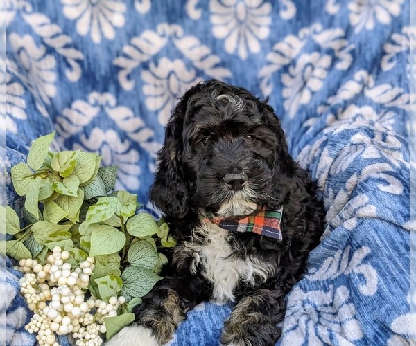 Medium Photo #5 Bernedoodle (Miniature) Puppy For Sale in RISING SUN, MD, USA