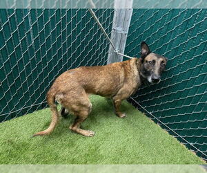Mutt Dogs for adoption in Downey, CA, USA