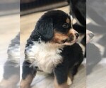 Small Photo #9 Bernese Mountain Dog Puppy For Sale in FLEMING ISLAND, FL, USA