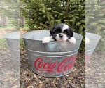 Small Photo #4 Shih Tzu Puppy For Sale in MIDDLEBURY, IN, USA