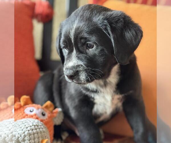 Medium Photo #2 Labrador Retriever-Unknown Mix Puppy For Sale in San Diego, CA, USA