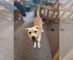 Small #7 Labrador Retriever Mix