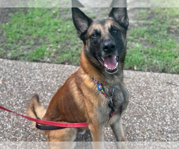 Medium Photo #1 German Shepherd Dog-Unknown Mix Puppy For Sale in Dallas, TX, USA
