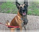 Small German Shepherd Dog Mix