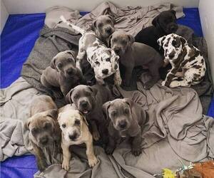 Great Dane Puppy for sale in E STROUDSBURG, PA, USA