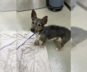 Mutt Dogs for adoption in Las Vegas, NV, USA