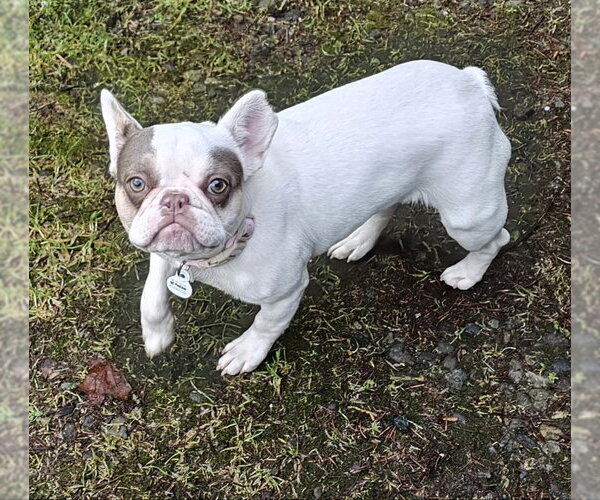 Medium Photo #2 French Bulldog Puppy For Sale in Olalla, WA, USA