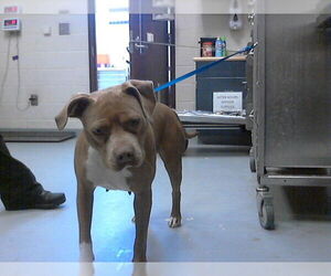 Mutt Dogs for adoption in Fayetteville, NC, USA