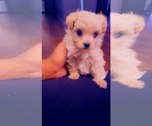 Poodle (Toy)-Yorkshire Terrier Mix Puppy for sale in MC DONOUGH, GA, USA