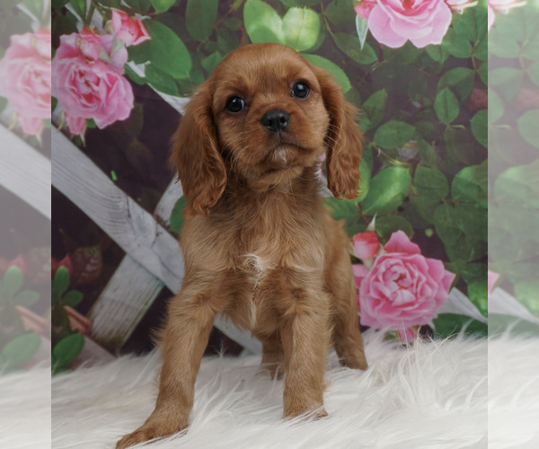 Medium Photo #2 Cavalier King Charles Spaniel Puppy For Sale in WARSAW, IN, USA