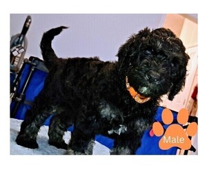 Medium Poodle (Standard)