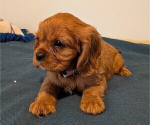 Medium Cavalier King Charles Spaniel