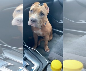 American Bully Puppy for sale in ATLANTA, GA, USA