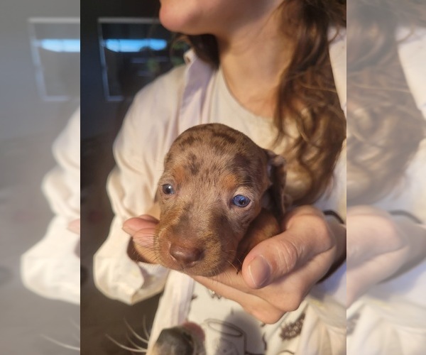 Medium Photo #1 Dachshund Puppy For Sale in ANDOVER, MA, USA