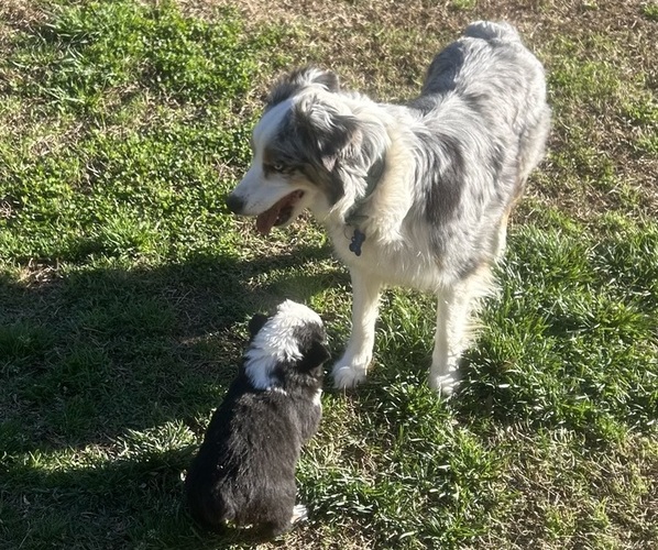 Medium Photo #1 Australian Shepherd Puppy For Sale in SPRING HILL, TN, USA