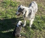 Small Photo #1 Australian Shepherd Puppy For Sale in SPRING HILL, TN, USA