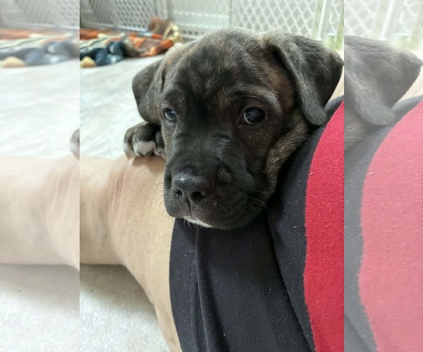 Medium Photo #11 American Staffordshire Terrier-Boxer Mix Puppy For Sale in Holly Springs, NC, USA