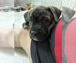 Small #10 American Staffordshire Terrier-Boxer Mix