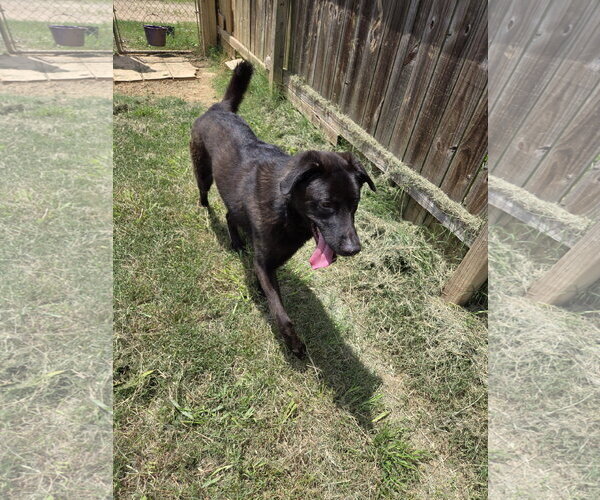 Medium Photo #2 Labrador Retriever-Unknown Mix Puppy For Sale in Jackson, MS, USA
