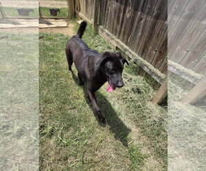 Thrasher - Male Labrador Retriever-Unknown Mix Dog for Adoption - Photo #2