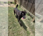 Small #1 Labrador Retriever Mix