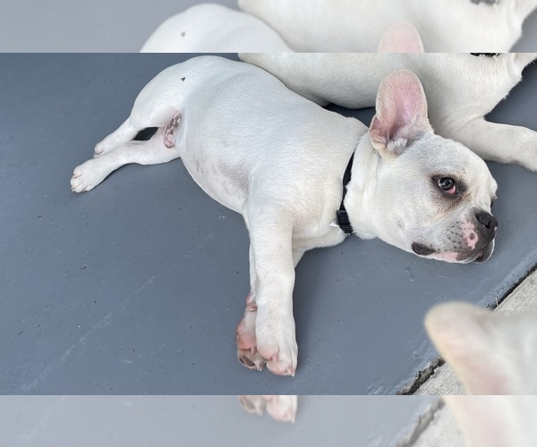Medium Photo #1 French Bulldog Puppy For Sale in LEESBURG, FL, USA
